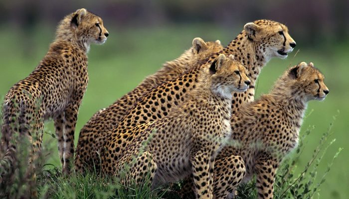 Wildlife Adventure Tours